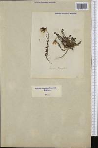 Linaria thymifolia (Vahl) DC., Western Europe (EUR) (Italy)
