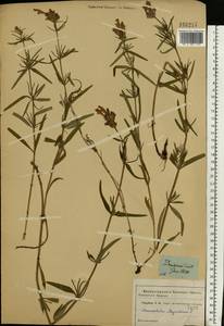 Dracocephalum ruyschiana L., Eastern Europe, Moscow region (E4a) (Russia)