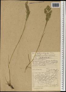 Arctopoa subfastigiata (Trin.) Prob., Mongolia (MONG) (Mongolia)