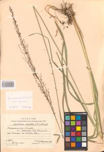 Molinia caerulea (L.) Moench, Eastern Europe, West Ukrainian region (E13) (Ukraine)