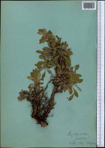 Arctostaphylos rubra (Rehder & E. H. Wilson) Fernald, Middle Asia, Northern & Central Tian Shan (M4) (Kyrgyzstan)