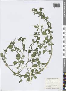 Nasturtium officinale W. T. Aiton, Eastern Europe, Moscow region (E4a) (Russia)