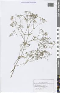 Gypsophila paniculata L., Eastern Europe, Middle Volga region (E8) (Russia)