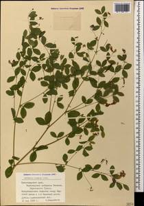 Lathyrus roseus Steven, Caucasus, Black Sea Shore (from Novorossiysk to Adler) (K3) (Russia)