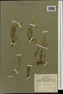 Erysimum leptophyllum (M. Bieb.) Andrz. ex DC., Caucasus, Dagestan (K2) (Russia)