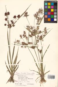 Cyperus orthostachyus Franch. & Sav., Siberia, Russian Far East (S6) (Russia)