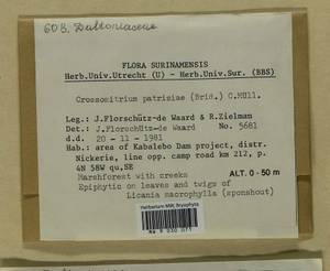 Crossomitrium patrisiae (Brid.) Müll. Hal., Bryophytes, Bryophytes - America (BAm) (Suriname)