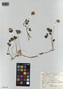 KUZ 000 746, Trifolium repens L., Siberia, Altai & Sayany Mountains (S2) (Russia)