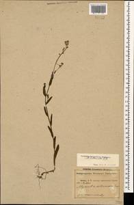 Myosotis arvensis (L.) Hill, Caucasus, Abkhazia (K4a) (Abkhazia)