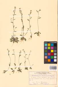 Arabidopsis thaliana (L.) Heynh., Eastern Europe, Moscow region (E4a) (Russia)