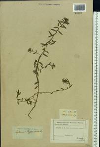 Lythrum hyssopifolia L., Eastern Europe, Rostov Oblast (E12a) (Russia)