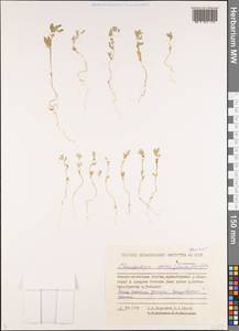 Chenopodium karoi (Murr) Aellen, Siberia, Yakutia (S5) (Russia)