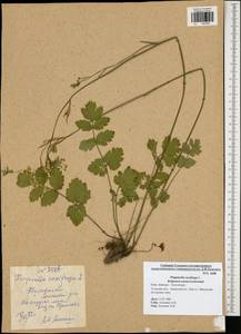 Pimpinella saxifraga L., Eastern Europe, Central region (E4) (Russia)