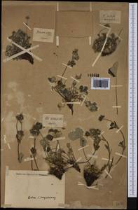 Potentilla villosa Pall. ex Pursh, America (AMER) (United States)