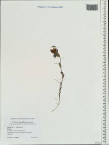 Trifolium grandiflorum Schreb., Crimea (KRYM) (Russia)