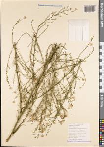 Symphyotrichum graminifolium (Spreng.) G. L. Nesom, Caucasus, Black Sea Shore (from Novorossiysk to Adler) (K3) (Russia)