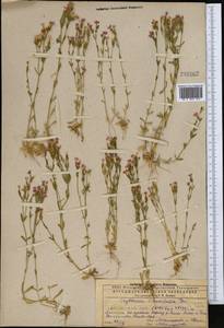 Centaurium uliginosum (Waldst. & Kit.) Fritsch, Middle Asia, Caspian Ustyurt & Northern Aralia (M8) (Kazakhstan)