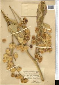 Megacarpaea orbiculata B. Fedtsch., Middle Asia, Western Tian Shan & Karatau (M3) (Uzbekistan)