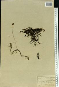 Utricularia intermedia Hayne, Eastern Europe, Middle Volga region (E8) (Russia)