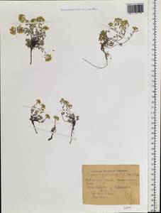 Odontarrhena sibirica (Willd.) Spaniel, Al-Shehbaz, D. A. German & Marhold, Siberia, Central Siberia (S3) (Russia)