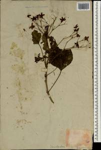 Tripora divaricata (Maxim.) P.D.Cantino, South Asia, South Asia (Asia outside ex-Soviet states and Mongolia) (ASIA) (Japan)