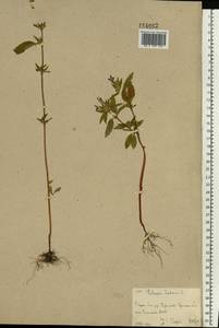 Galeopsis ladanum L., Eastern Europe, Eastern region (E10) (Russia)