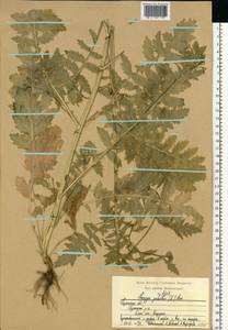 Rorippa palustris (L.) Besser, Eastern Europe, Central region (E4) (Russia)