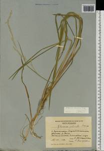 Glyceria fluitans (L.) R.Br., Eastern Europe, Moldova (E13a) (Moldova)