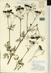 Anthriscus sylvestris (L.) Hoffm., Eastern Europe, Northern region (E1) (Russia)