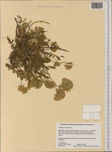 Anthyllis vulneraria L., Western Europe (EUR) (France)