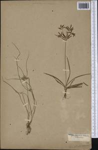 Cyperus rotundus L., America (AMER) (Not classified)
