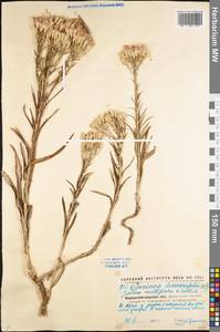Jurinea multiflora (L.) B. Fedtsch., Eastern Europe, North Ukrainian region (E11) (Ukraine)