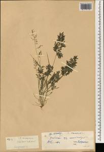Eragrostis, South Asia, South Asia (Asia outside ex-Soviet states and Mongolia) (ASIA) (China)