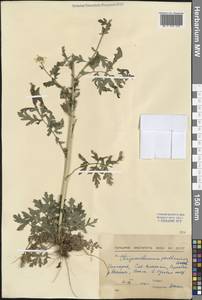 Tanacetum parthenium (L.) Sch. Bip., Western Europe (EUR) (Bulgaria)