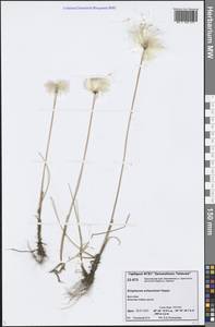 Eriophorum scheuchzeri Hoppe, Siberia, Central Siberia (S3) (Russia)