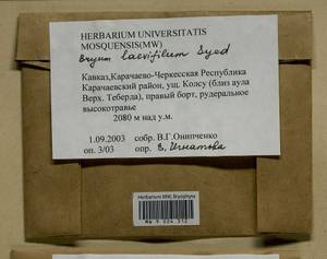 Rosulabryum moravicum (Podp.) Ochyra & Stebel, Bryophytes, Bryophytes - North Caucasus & Ciscaucasia (B12) (Russia)