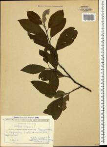 Salix caprea L., Caucasus, Georgia (K4) (Georgia)