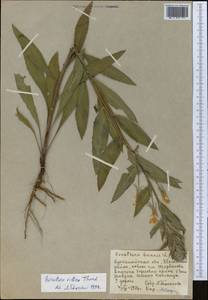 Oenothera villosa Thunb., Middle Asia, Northern & Central Kazakhstan (M10) (Kazakhstan)