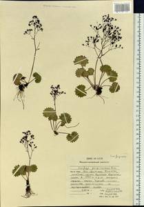 Micranthes purpurascens (Komarov) Komarov, Siberia, Chukotka & Kamchatka (S7) (Russia)