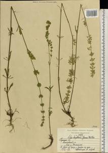 Silene borysthenica (Gruner) Walters, Eastern Europe, Central region (E4) (Russia)