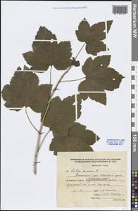 Ribes nigrum L., Siberia, Altai & Sayany Mountains (S2) (Russia)