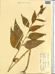 Campanula latifolia L., Eastern Europe, Volga-Kama region (E7) (Russia)