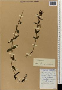 Vinca herbacea Waldst. & Kit., Caucasus, Dagestan (K2) (Russia)