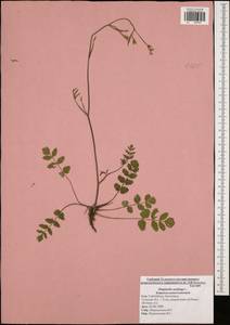 Pimpinella saxifraga L., Eastern Europe, Central region (E4) (Russia)