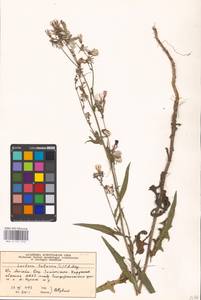 Lactuca tatarica (L.) C. A. Mey., Eastern Europe, Moscow region (E4a) (Russia)
