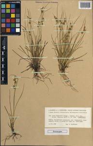 Carex oederi var. bergrothii (Palmgr.) Hedrén & Lassen, Western Europe (EUR) (Finland)