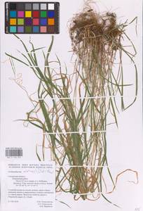 Arrhenatherum elatius (L.) P.Beauv. ex J.Presl & C.Presl, Eastern Europe, Western region (E3) (Russia)