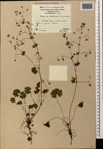 Geranium pyrenaicum Burm. f., Caucasus, South Ossetia (K4b) (South Ossetia)