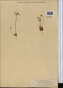Androsace lactiflora Fisch. ex Willd., Middle Asia, Dzungarian Alatau & Tarbagatai (M5) (Kazakhstan)