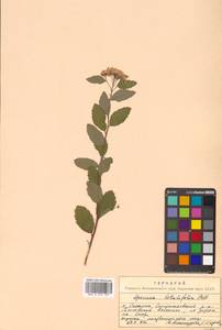 Spiraea betulifolia Pall., Siberia, Russian Far East (S6) (Russia)